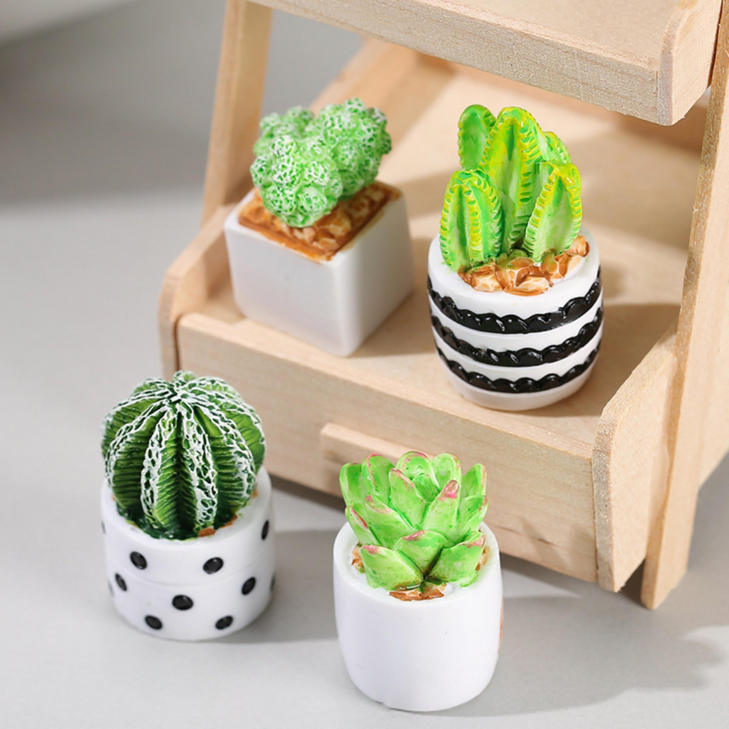 Succulent Set - 4-Piece Set of Cactus Succulent Plant